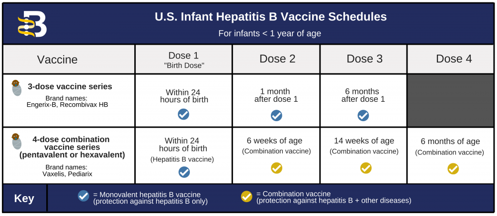 Hepatitis B Foundation Hepatitis B Vaccine Schedules