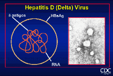 Delta virus