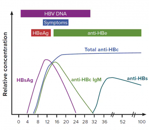 Hepatitis B Foundation Understanding Your Hepatitis B Test Results Hepatitis B Foundation Understanding Your Hepatitis B Test Results