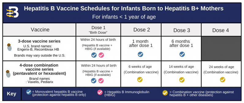 Hepatitis B Foundation Protecting Your Baby Through Vaccination