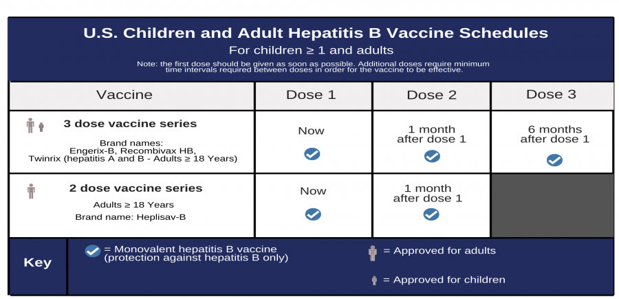How often should adults get hepatitis B vaccine?
