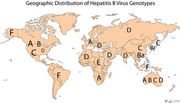 Hbv Genotype C Carries Greater Risk For Hcc Than Other Genotypes Hepatitis B Foundation