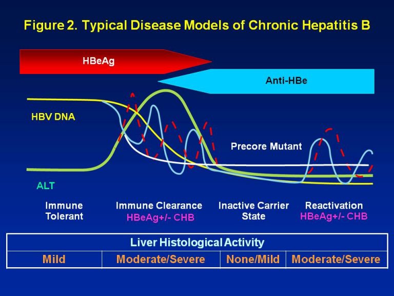 alt levels in chronic hepatitis b